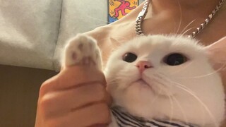 什么是小猫咪~