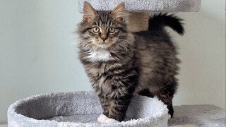 [Animal] Long-Haired Chinese Li Hua Cat