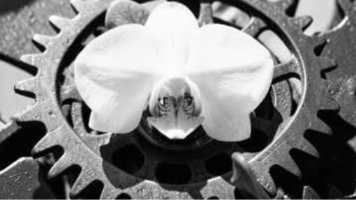 Clockwork Bloom (B)