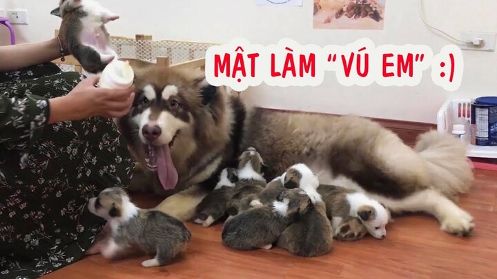 Chó Mật đòi tập làm mẹ , Alaska nuôi Corgi con -  Male Dogs ==))