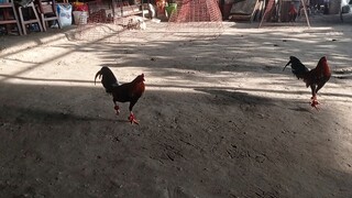 early bird sweater line breed.