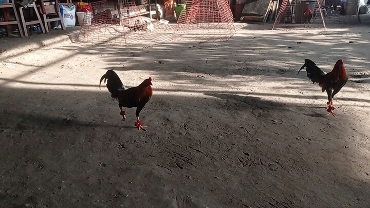 early bird sweater line breed.