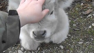 【苏格兰高地牛】摸摸毛茸茸的牛牛