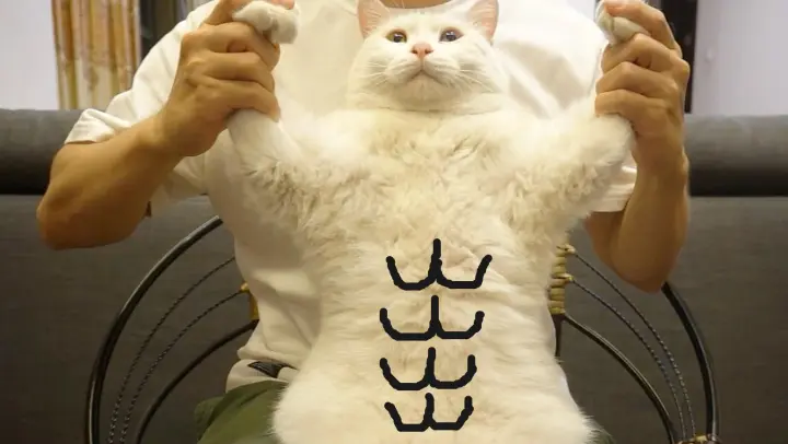 Bai Pang: I'm Sure You've Never Seen Such A Strong Cat