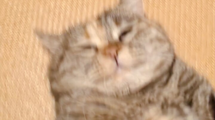 Mimi! Hold on, Mimi! The cat food is on the way!