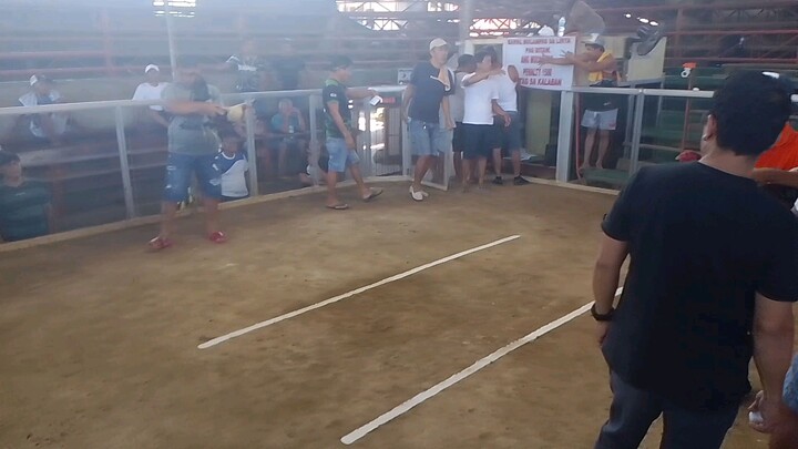 Tanga na manok. bullstag vs 5years cock. paa at selfpi lng galos.