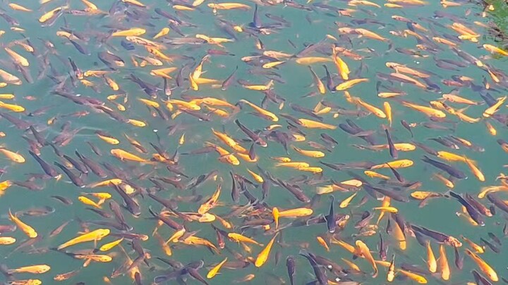 fish farms