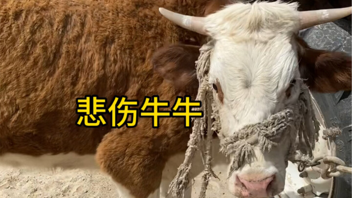 I’m seriously a full-time camel herder, not a cattle farmer! Everyone’s only interested in the cows—