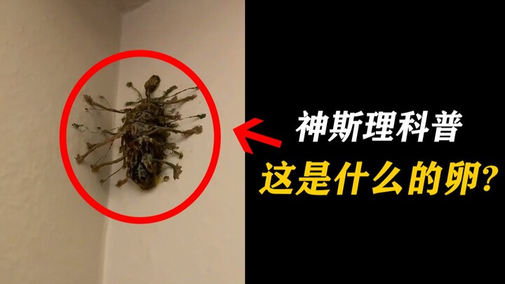 What kind of egg is this? Is it from an alien? Or some unknown insect? [Shen Sili Science]