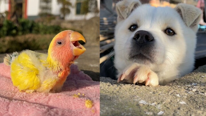 Niaobao minum susu, anjing: Boleh nggak sisain sedikit buat aku?