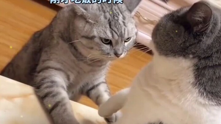 Intriguing animal voiceovers—netizens say, “This isn’t dubbing; it’s clearly translation.”
