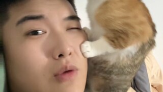 The face-hugging cat that was watched by 100 million people has evolved again! ! ! !
