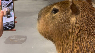 Shocking! A capybara at a certain zoo actually watches its own videos every day.