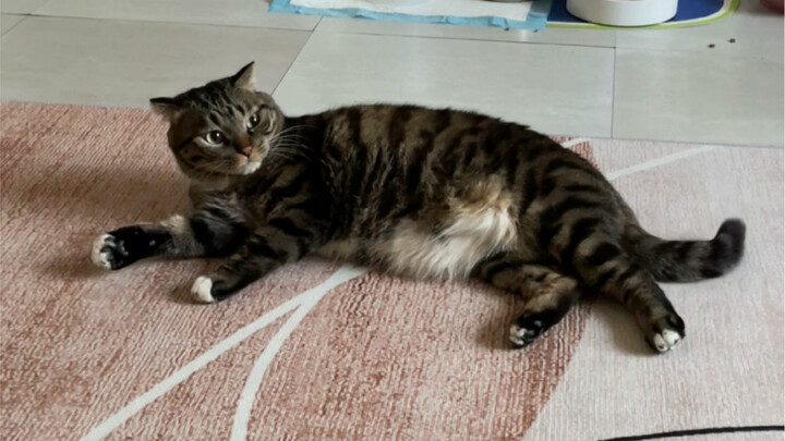 วิธีใหม่สุดจี๊ดของน้องแมวในการยั่วยวนมนุษย์! ทุกคนต้องห้ามใจไว้ให้ดีนะ