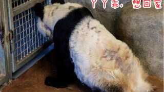 最新旅美大熊猫丫丫实地拍摄情况