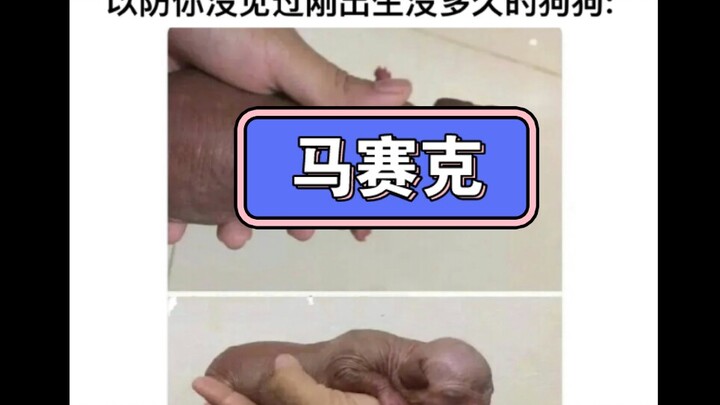 Hình ảnh meme hài hước mỗi ngày 566