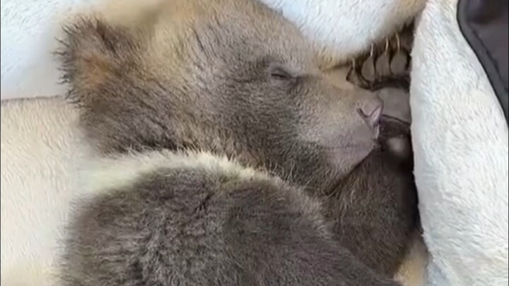 Little brown bear cub falls asleep in one minute