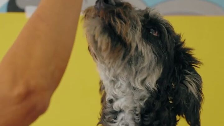 🥣 ¿Bachicha batalla para levantarse o le truenan sus patitas al caminar? ¡AGUAS! 🦴