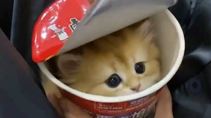 Cat: "Do you want a bucket too...?"
