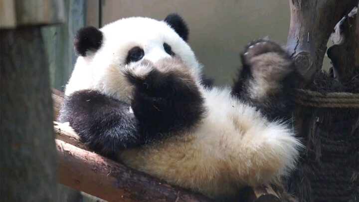 【Panda】Huahua looks its long legs with satisfaction