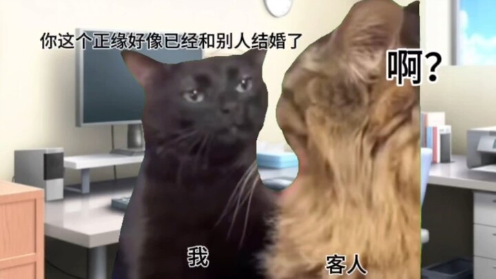 [Cat Meme] On the Fact That My Soulmate Is Married