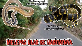 Melepas ular boiga dendrophila dan COELOGNATHUS radiata ke habitatnya