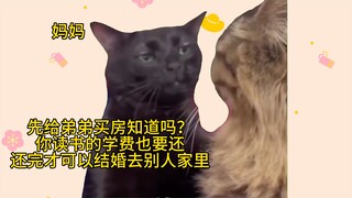 [Meme kucing] "Dulu aku sangat percaya dan sangat mencintai ibuku"