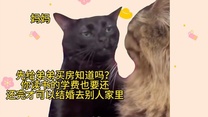 [Meme kucing] "Dulu aku sangat percaya dan sangat mencintai ibuku"