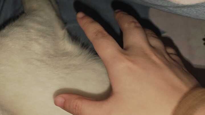 Anh cả, em cảm giác như có ai đó đang sờ bụng em meo!