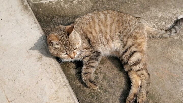 Dance|Every Year This Cat Looking For Me To Play When I'm In Village