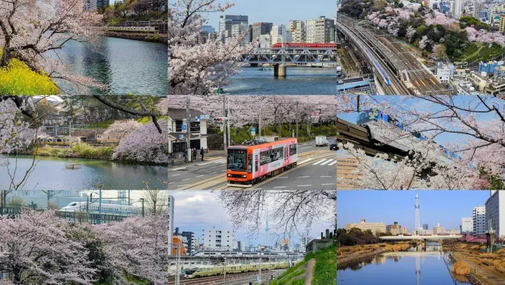 Scenery with Cherry Blossoms and Railroad in TOKYO