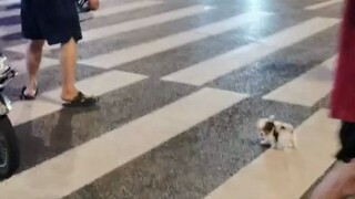 Petualangan Kota Anak Anjing