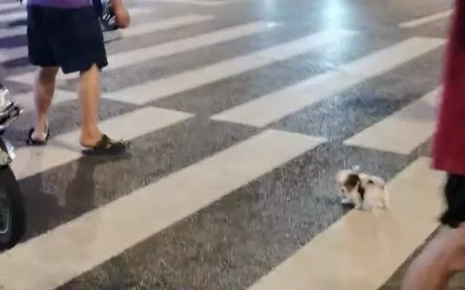 小狗狗的城市大冒险