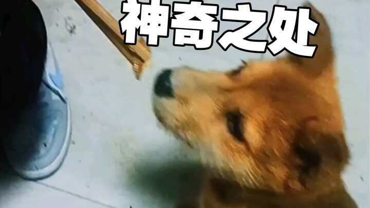 This is the magic of the Chinese native dog.