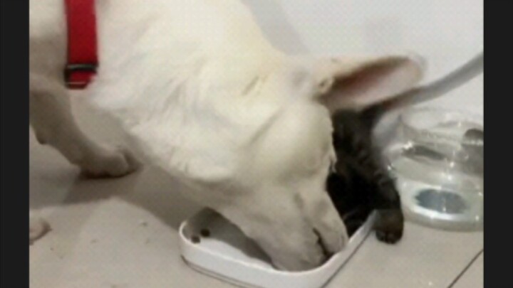 猫：哥们你礼貌吗