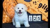 Chó Poodle Tiny màu trắng tai kem thuần chủng đang bán tại Dogily. Liên hệ: 0965.086.079
