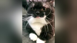 Ăn bao nhiêu nuôi râu hết trơn, ốm nhách luôn meo meow cats fypシ meocute meocung meocutezz