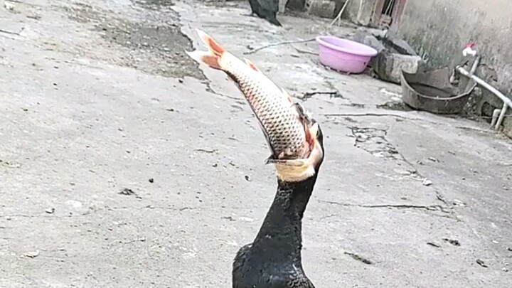 I was so scared when I saw it, I was really afraid that it would choke to death.