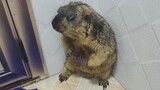 Bathing A Heavy Groundhog