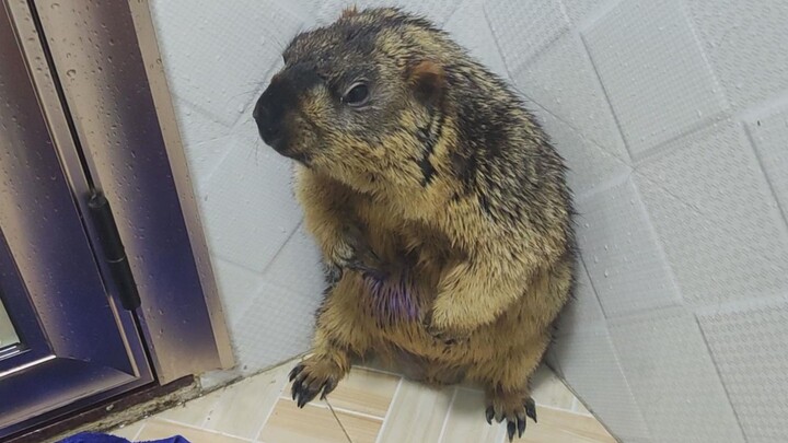 Bathing A Heavy Groundhog