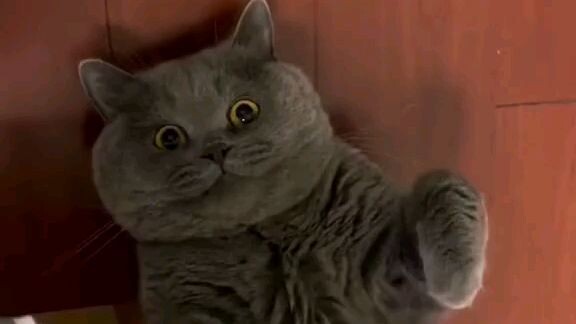 YOU SEE THIS CAT 😎