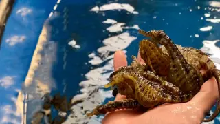 You might have seen seahorses. But I bet you've never seen so many!