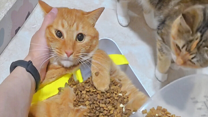 Makanan kucing rasa “yamagiki” untuk hari ini tersedia sepuasnya