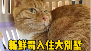 新鲜哥入住大别墅啦～