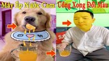 Thú Cưng TV | Dương kc Pets | Tứ Mao Đại Náo #13 | Chó Golden Gâu Đần thông minh vui nhộn cute dog