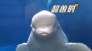 小白鲸“骂人”骂累了叫帮手。。