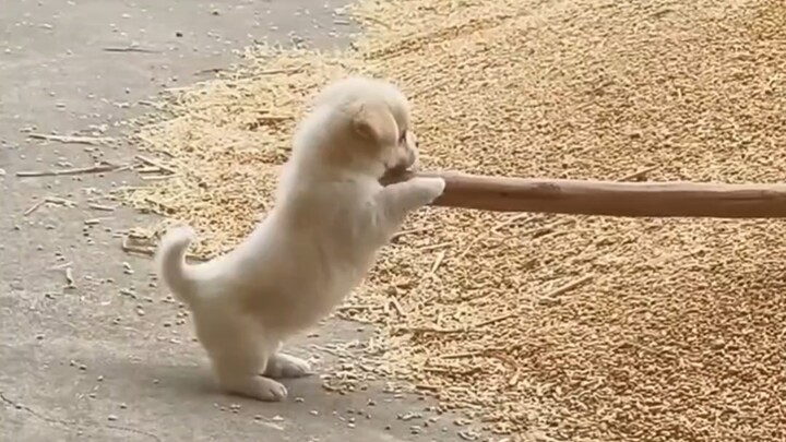 มันตัวเล็กน่ารักมากจริงๆ