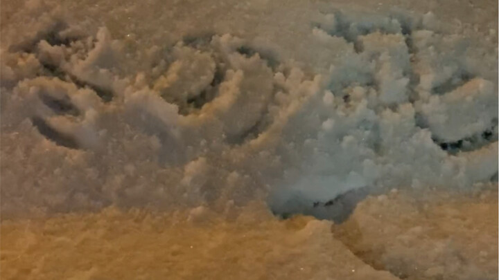 Bunga Musim Dingin (Benar)