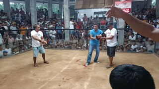 4Cock Derby 2nd Fight white choco Dina sugat👌