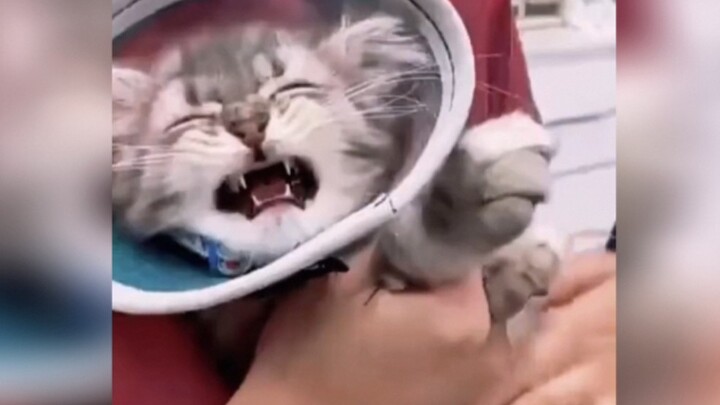 Baby Kitten: Mom, It… Hurts